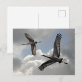 CARTE POSTALE CRANES DE SANDHILL (Devant / Derrière)