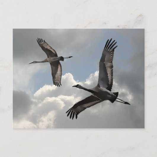 CARTE POSTALE CRANES DE SANDHILL (Devant)