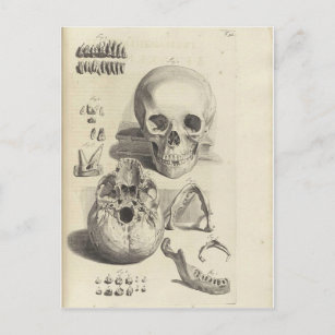 Carte Postale Crânes vintages