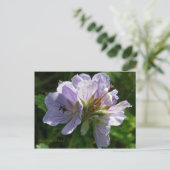 Carte Postale Cranesbill Geraniums, île de l'Unalaska (Debout devant)