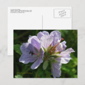 Carte Postale Cranesbill Geraniums, île de l'Unalaska (Devant / Derrière)