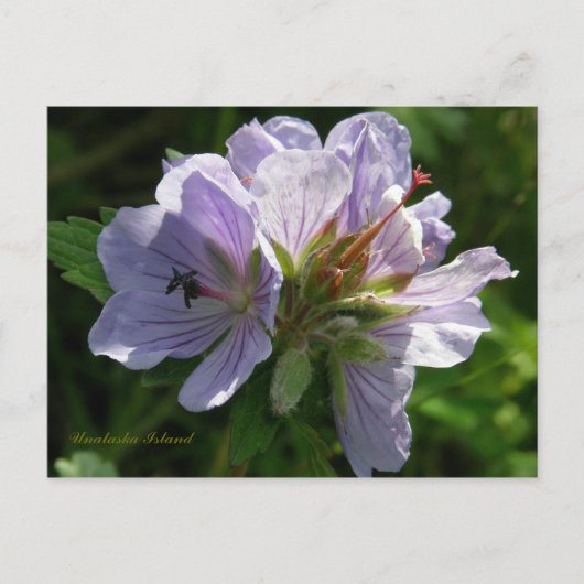 Carte Postale Cranesbill Geraniums, île de l'Unalaska (Devant)