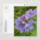 Carte Postale Cranesbill Geraniums, île de l'Unalaska (Devant / Derrière)
