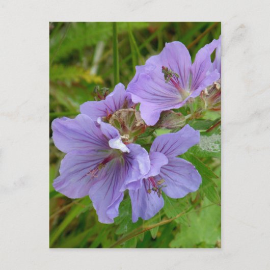 Carte Postale Cranesbill Geraniums, île de l'Unalaska (Devant)