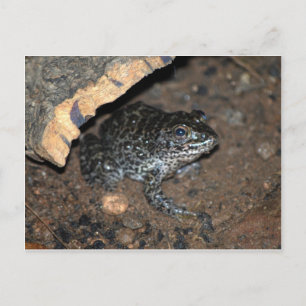 Carte Postale crapaud