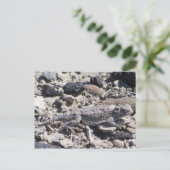 Carte Postale crapaud à cornes (Debout devant)