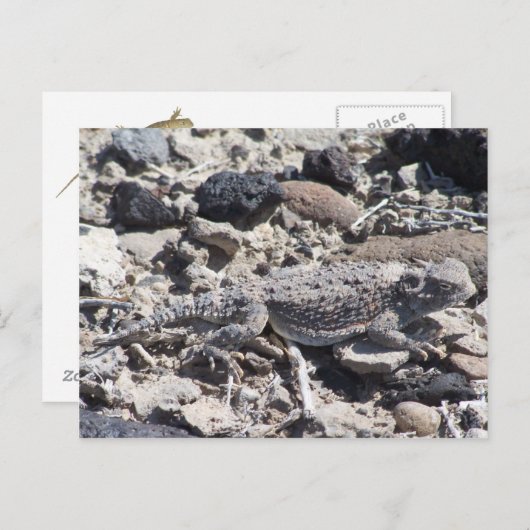 Carte Postale crapaud à cornes (Devant / Derrière)