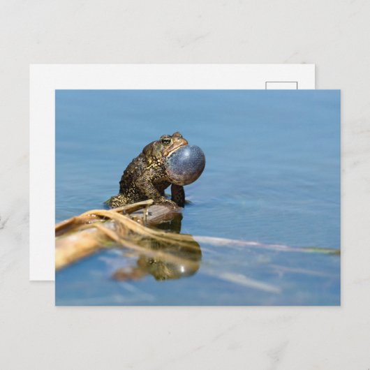 Carte Postale Crapaud américain (Devant / Derrière)