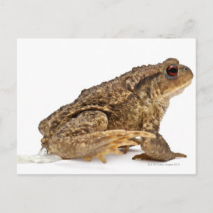 Carte Postale Crapaud commun ou crapaud européen (Bufo bufo) pis