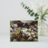 Carte Postale Crapaud de Couch (Debout devant)