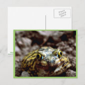 Carte Postale Crapaud de Couch (Devant / Derrière)
