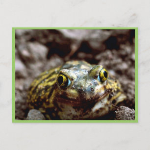 Carte Postale Crapaud de Couch