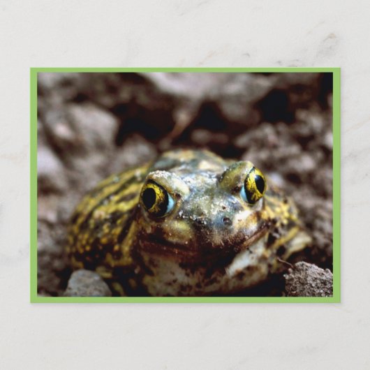 Carte Postale Crapaud de Couch (Devant)