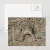 Carte Postale Crapaud des prairies R10 (Devant / Derrière)