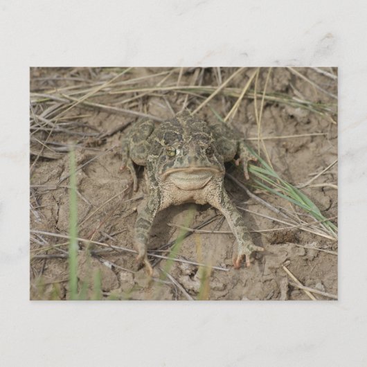 Carte Postale Crapaud des prairies R10 (Devant)