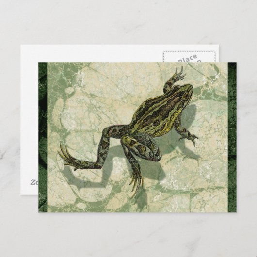 Carte Postale Crapaud Swinning dans l'eau (Devant / Derrière)