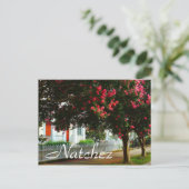 Carte Postale Crape Myrtle, été à Natchez, MS (Debout devant)