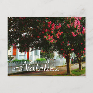 Carte Postale Crape Myrtle, été à Natchez, MS