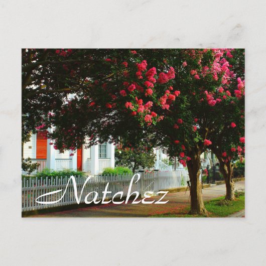 Carte Postale Crape Myrtle, été à Natchez, MS (Devant)