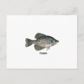 Carte Postale Crappie (titre) (Devant)