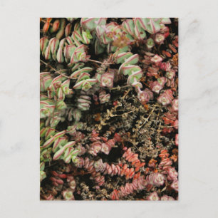 Carte Postale Crassula perforata