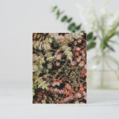 Carte Postale Crassula perforata (Debout devant)