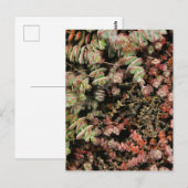 Carte Postale Crassula perforata (Devant / Derrière)