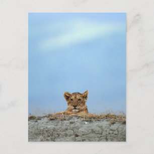 Carte Postale Cratère de Ngorongoro, Tanzanie
