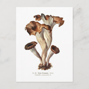 Carte Postale Craterellus cornucopioïdes