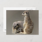 Carte Postale Cravates de famille (Devant / Derrière)