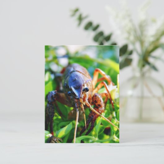 Carte Postale Crawfish Crawdads Épis (Debout devant)