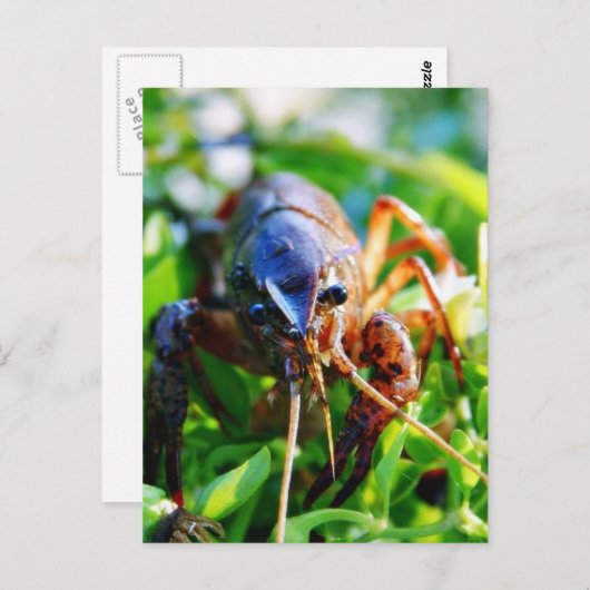 Carte Postale Crawfish Crawdads Épis (Devant / Derrière)