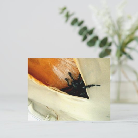 Carte Postale Crawler déplaisant (Debout devant)