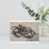 Carte Postale Crawling de crabe bleu (Debout devant)