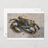 Carte Postale Crawling de crabe bleu (Devant / Derrière)