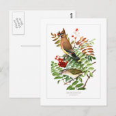 Carte Postale Crayon et Vireo (Devant / Derrière)