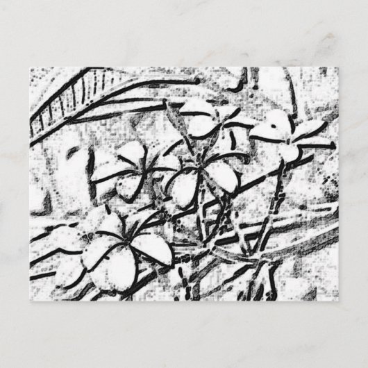 Carte Postale Crayon Frangipani (Devant)