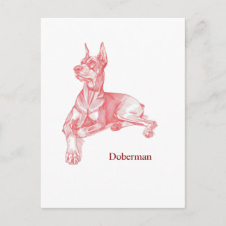 Carte Postale Crayon rouge minimaliste esquisse de Dobermann Pin