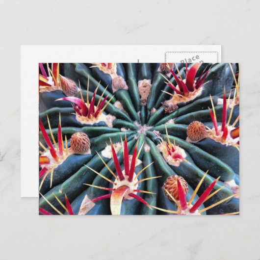 Carte postale Crazy Cactus (Devant / Derrière)