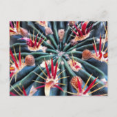 Carte postale Crazy Cactus (Devant)