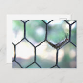 Carte Postale Crazy Caterpillar (Devant / Derrière)