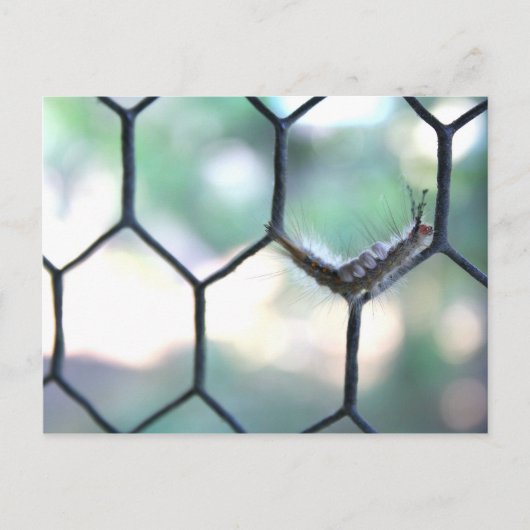 Carte Postale Crazy Caterpillar (Devant)