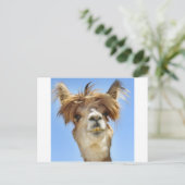 Carte Postale Crazy Hair Alpaca (Debout devant)