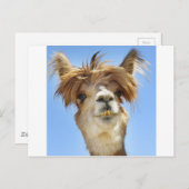 Carte Postale Crazy Hair Alpaca (Devant / Derrière)