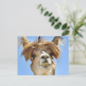 Carte Postale Crazy Hair Alpaca (Debout devant)