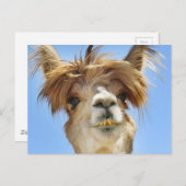 Carte Postale Crazy Hair Alpaca (Devant / Derrière)