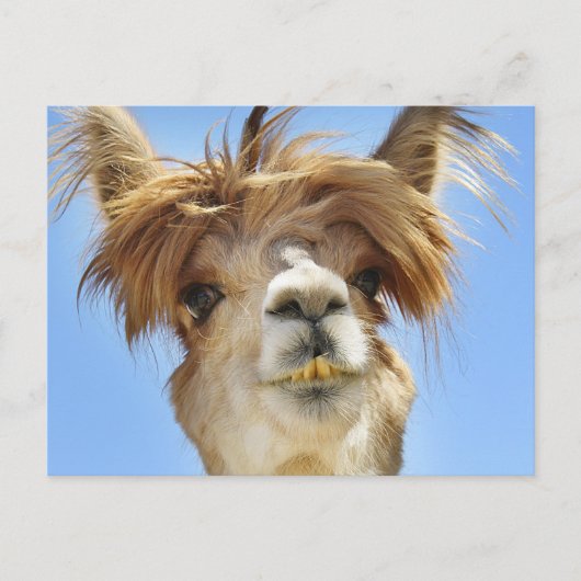 Carte Postale Crazy Hair Alpaca (Devant)