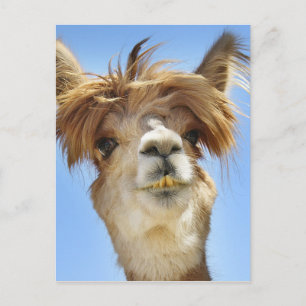 Carte Postale Crazy Hair Alpaca