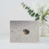 Carte Postale Crazy Snail (Debout devant)