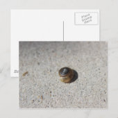 Carte Postale Crazy Snail (Devant / Derrière)